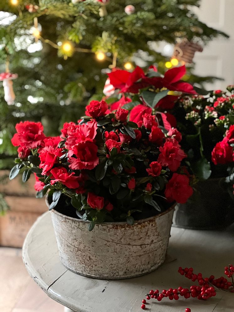 Julblommor_2024_klassiska
