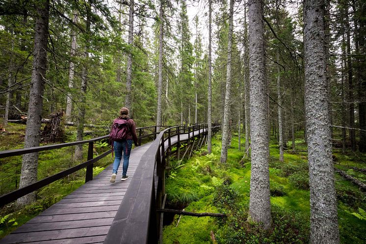 Skuleskogen nationalpark