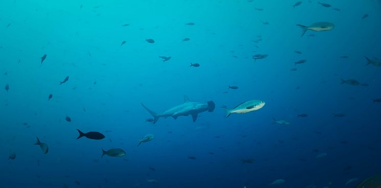 Göran - Hammerhead_.jpg