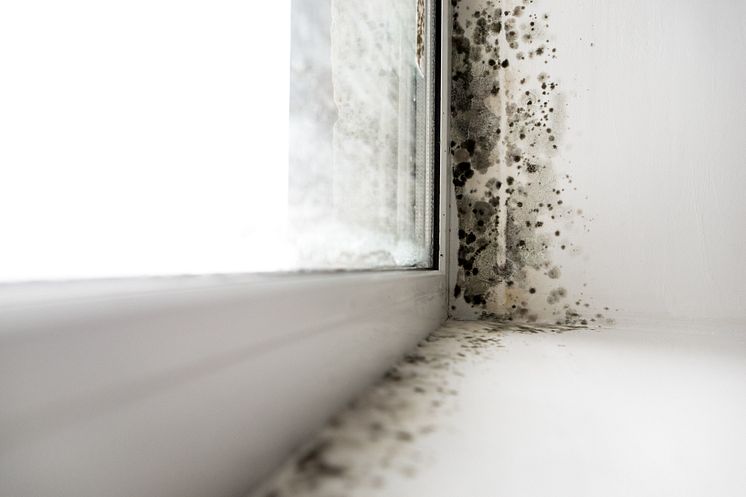 black-mold.jpeg