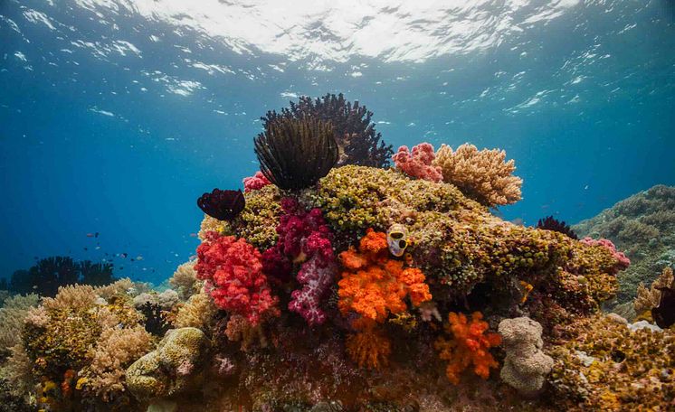 Raja Ampat JC 3.jpg