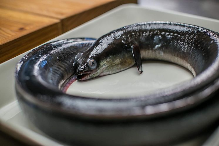 rå ål på bord.jpg