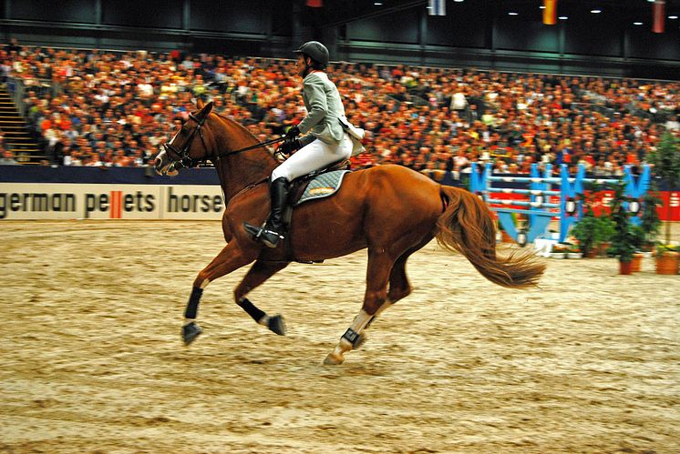 PARTNER-PFERD - Foto Andreas Schmidt