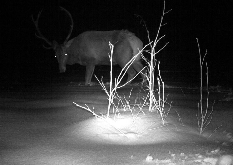 I ett ögonblick håller vi båda andan_1,2mb_Foto Tim Hofmeester, SLU Umeå.jpg