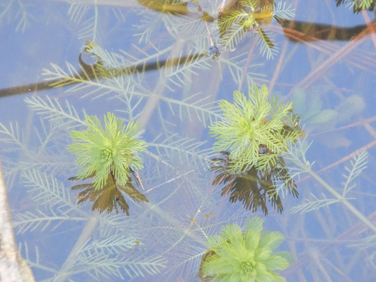 Myriophyllum_aquaticum_30181834 Blake Bringhurst, CC0, via Wikimedia Commons.jpg