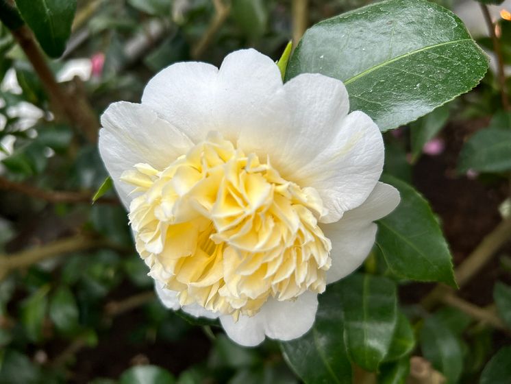 Roßweiner Kamelienblüte 