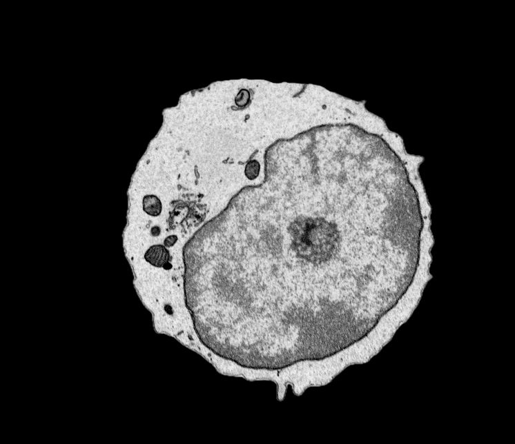SEM Image 2.tif