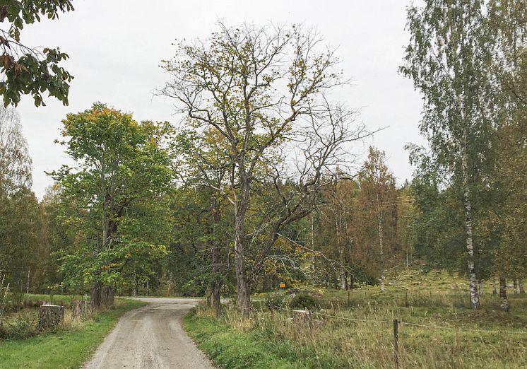 Träd med almsjuka.jpg