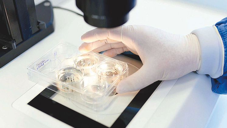 Unter dem Mikroskop: Im Labor entstehen aus Blutstammzellen Gewebeflicken für das Herz.
