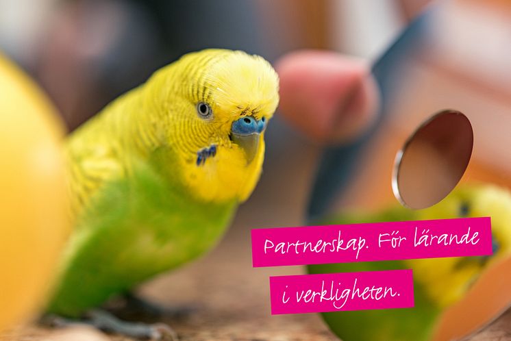 Sällskapsfåglar Zoohandelsutbildning