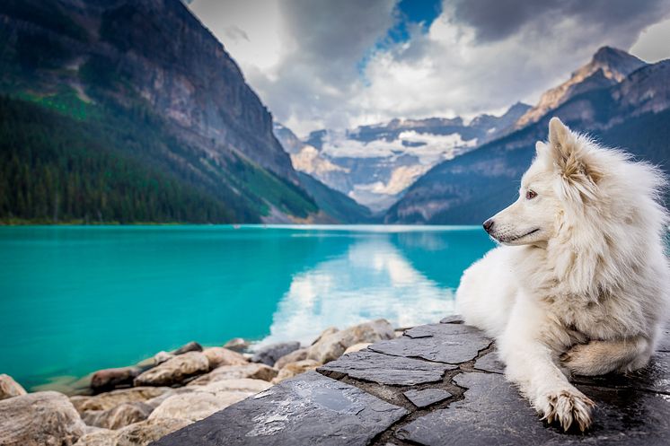 Happy Dog Ratgeber Bergsport ©Happy Dog.jpg