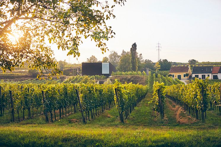 weingut_kellergasse_weingut-loimer.jpg