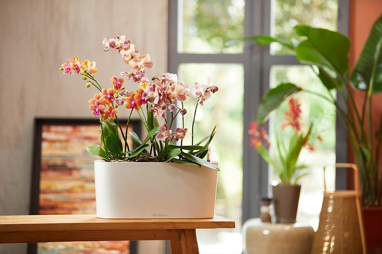 Blühende Orchideen im Gefäß DELTA von LECHUZA mit integriertem Bewässerungssystem
