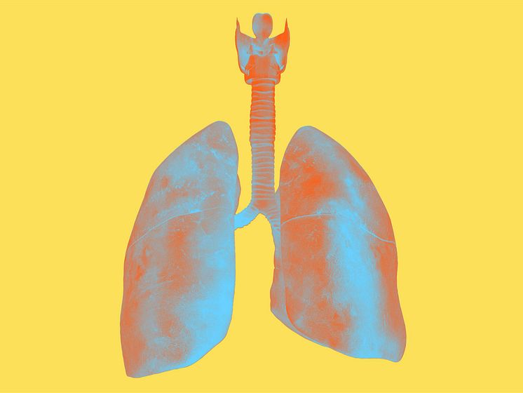 JJ_BodyIllustration_Interior_Organ_Lungs_Colorway02.jpg
