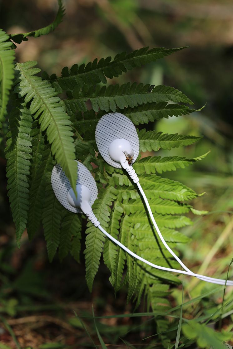 LerinHystadFlora1.JPG
