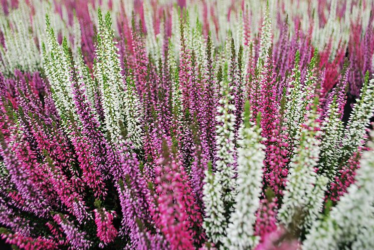 Calluna_Ljung-Färgmix-FotoSolgården.jpg