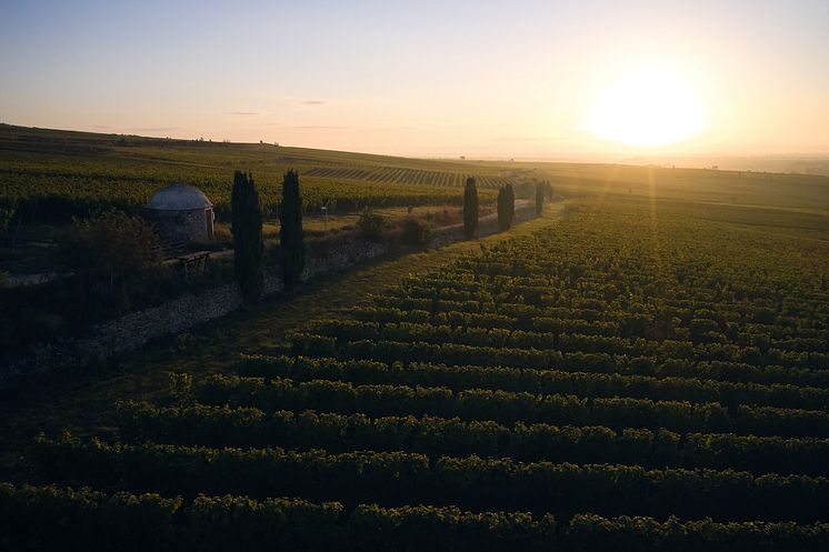 Morstein Weingut-Wittmann.jpg