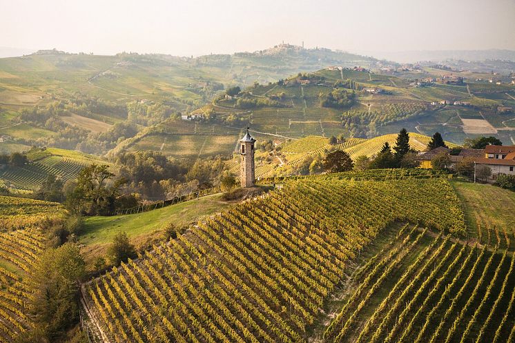 Vineyards - Vigneti Nivole (Moscato d'Asti).jpg