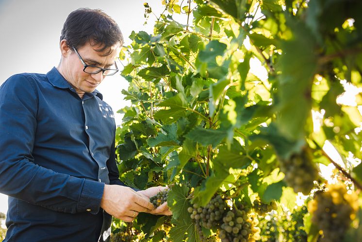 WINEMAKER_FranzLeth.jpg