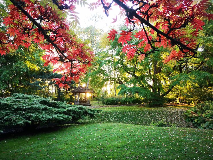Japanska trädgården