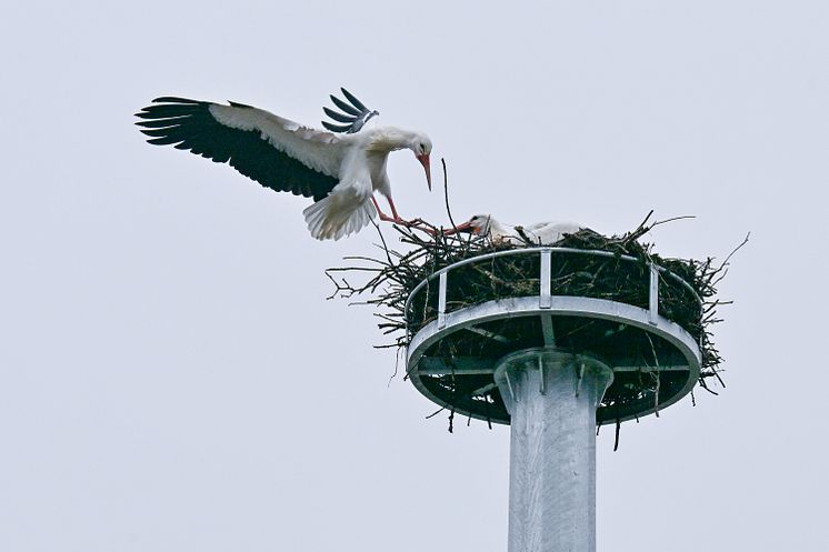 20250224_Storchennest