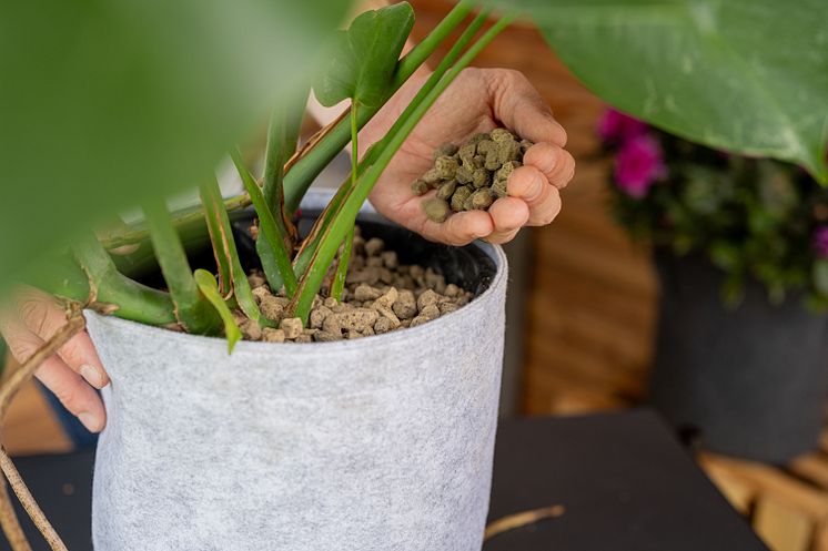Floragard_Pflanzgranulat_Anwendung.jpg