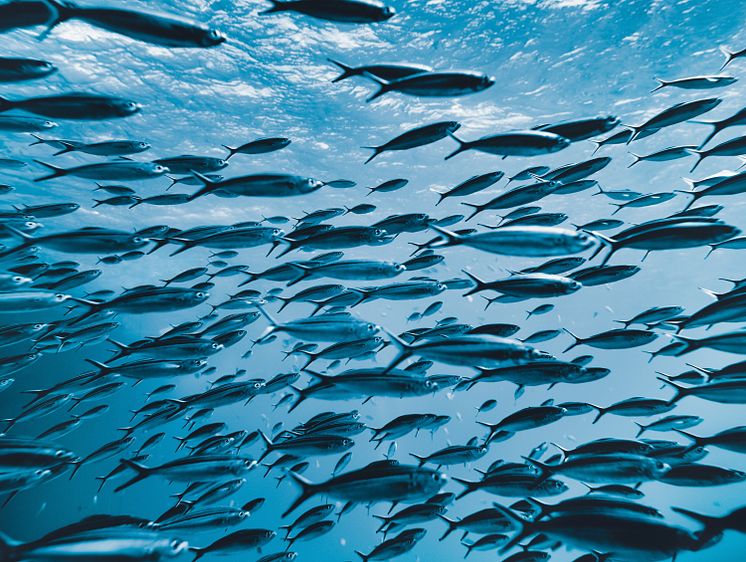 RS13045_Fischgewiss_Natur_i-z_Web (1).jpg