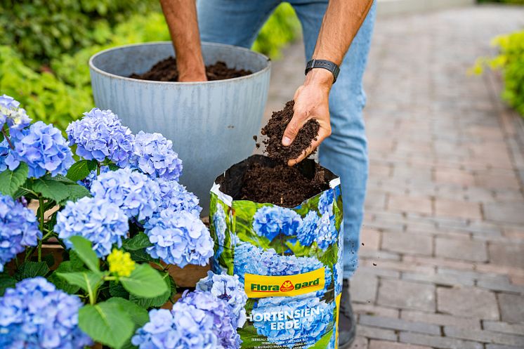 Floragard_Hortensienerde blau.jpg