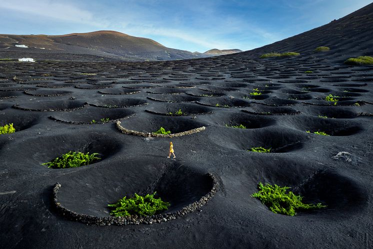 Lanzarote vinranker.JPG