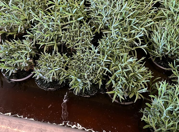 SplendorPlant_varmvattenkar.jpg