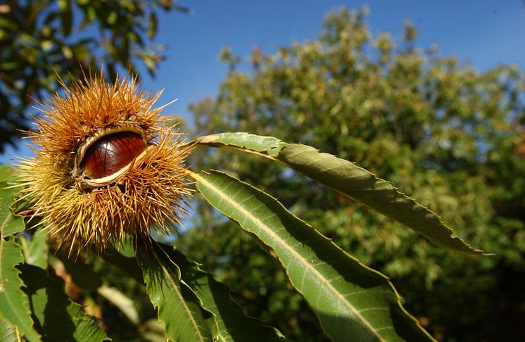 Castagne-© Ti Press - Francesca Agosta.jpg