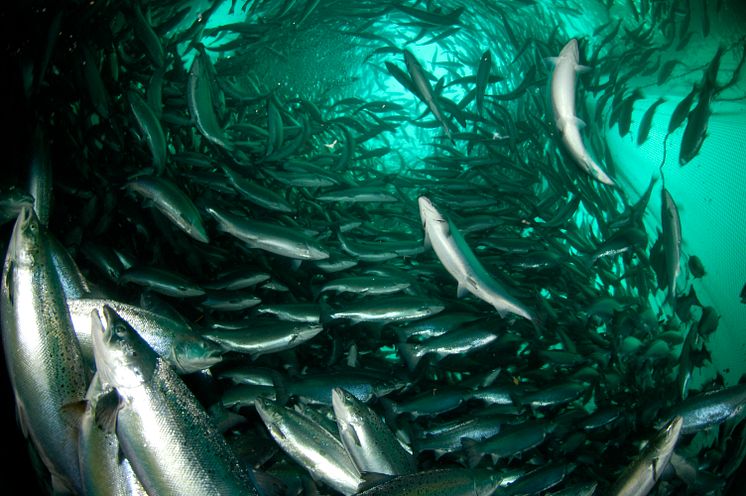 Salmo_salar_ES_04-03-06__4_.jpg