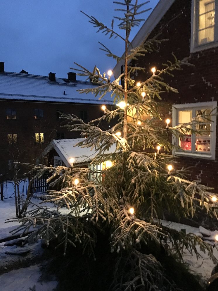 Julgran.JPG