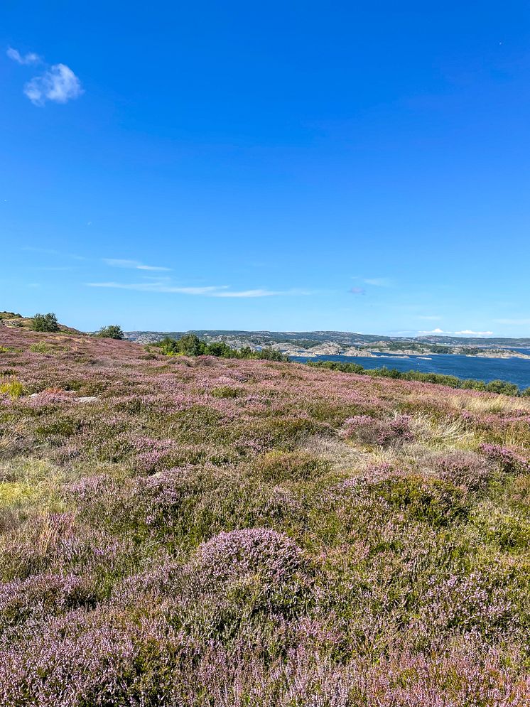 En blomstrande ljunghed i förgrunden och hav i bakgrunden. Foto.