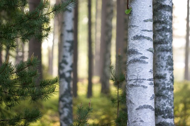 1627662-sun-glowing-in-forest (1)