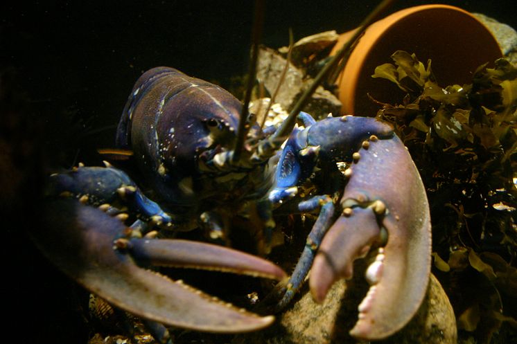 © RJHavetsHus  hel Hummer .jpg