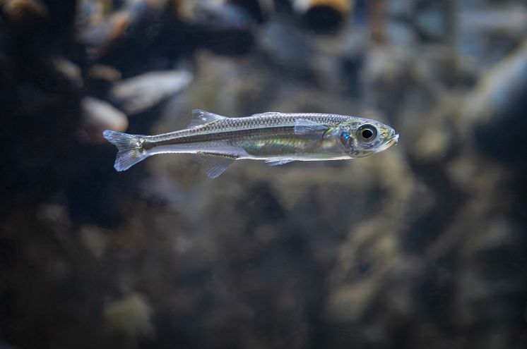 Prästfisk foto Roger Jansson.jpg