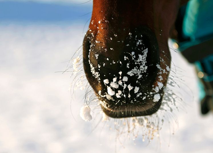 Mule med snö_1431