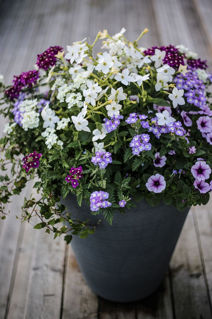 Blomstertobak, trädgårdsverbena, petunia, murgröna