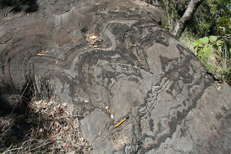 Stromatolites investigated in the study found in the Cheshire Formation of the Belingwe greenstone belt, Zimbabwe. Photo Prof Axel Hofmann.JPG