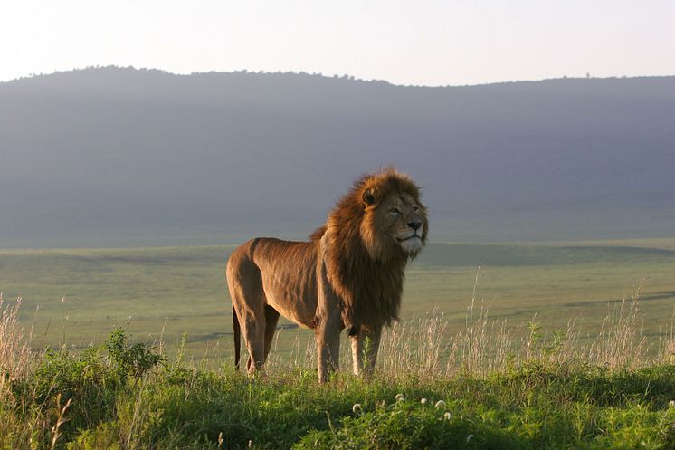 Lion Crater Foto_IngelaJansson.jpeg