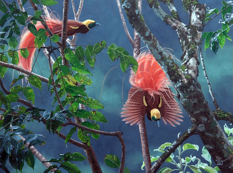 Raggiana Bird of Paradise.tif
