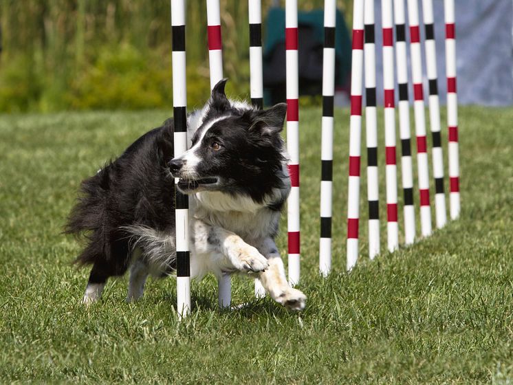 Agility_rev färger.jpg