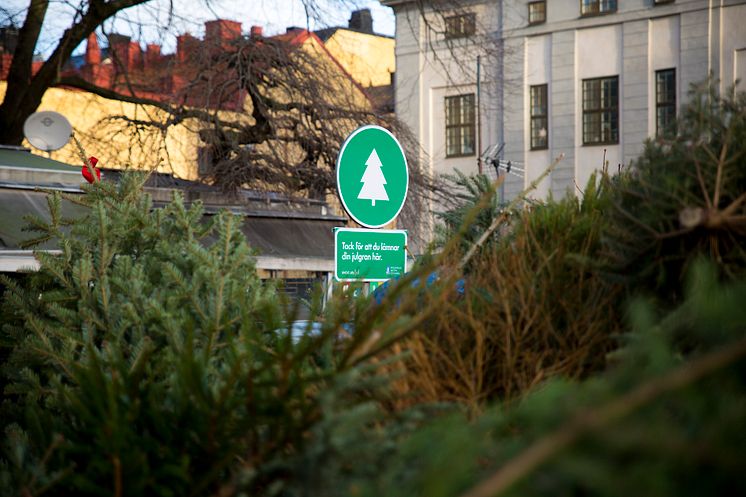 Fotograf SVOA 2024-2025 kommer det att finnas 111 tillfälliga insamlingsplatser för julgranar i Stockholm.jpg