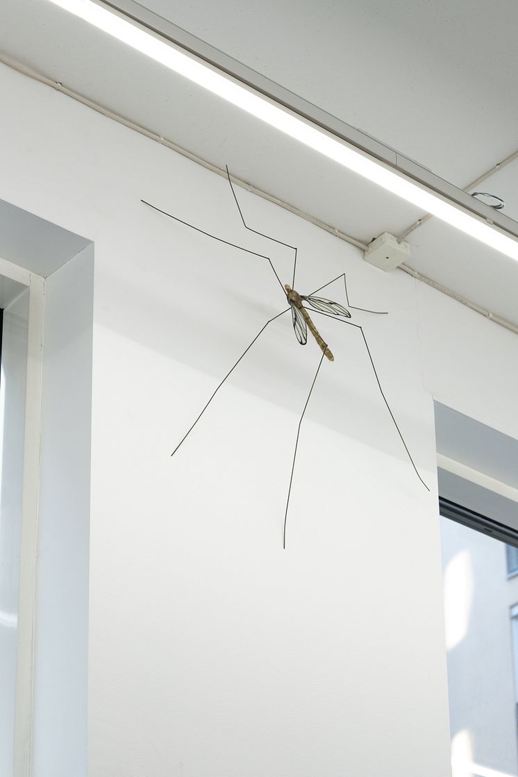 Ksenia Pedan, Untitled (crane fly), 2024