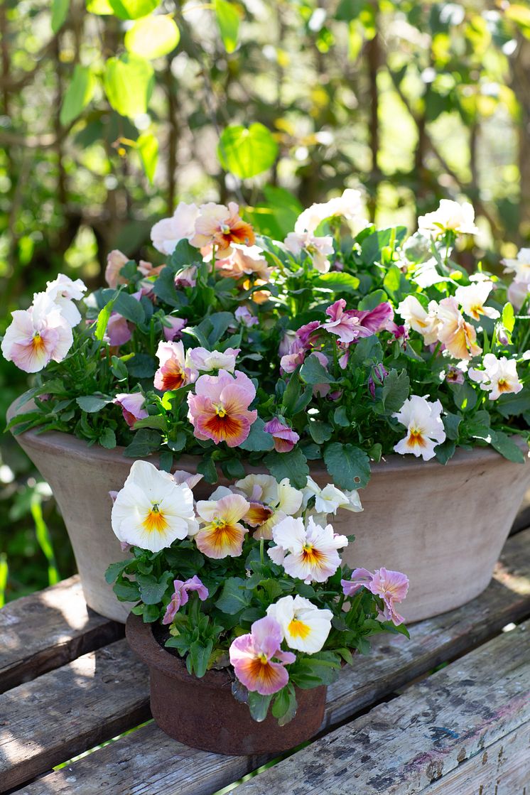 Viola wittrockiana Fancy Peach Shades foto annikasnaturligating (5).jpg