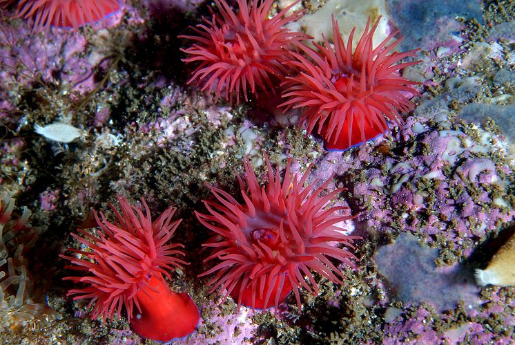 Sjøanemone Actinia equina Foto Erling Svensen.JPG