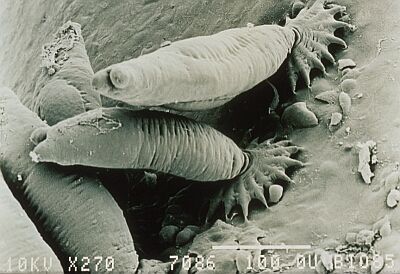 gyrodactylus-salaris--tor-atle.jpg