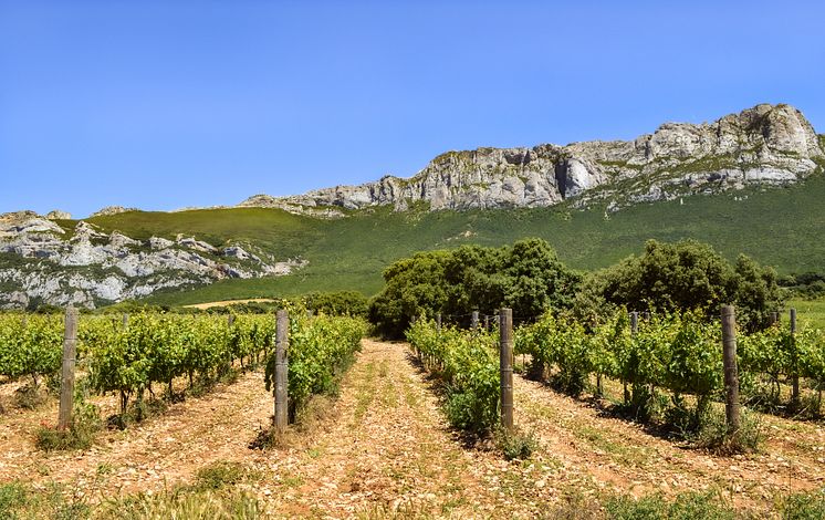 Vinedo_Orben_El_Bardal_02.jpg