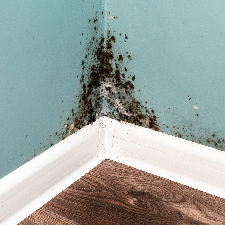 black-mould-on-wall-closeup-2023-11-27-05-03-28-utc.jpg